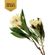 plumerias-blancas-artificiales-realistas