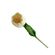 tallo-de-tulipan-blanco